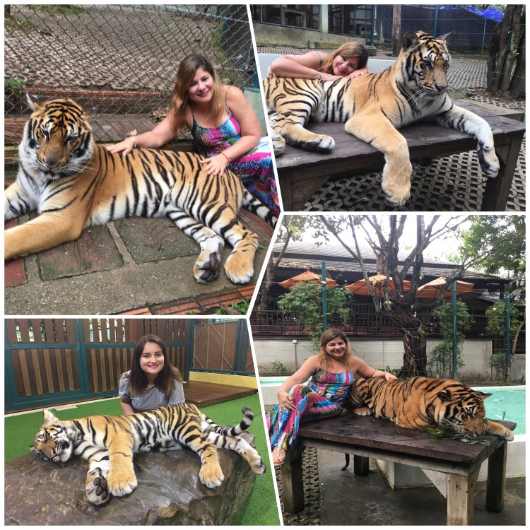 Chiang Mai - Tiger Kingdom 1