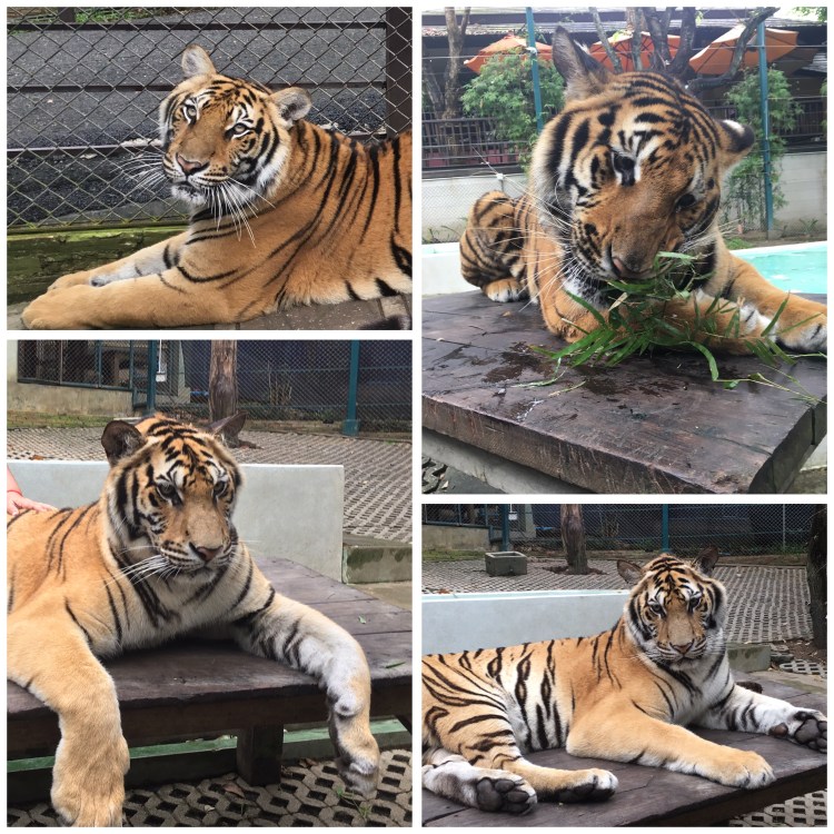 CHIANG MAI - TIGER KINGDOM 2